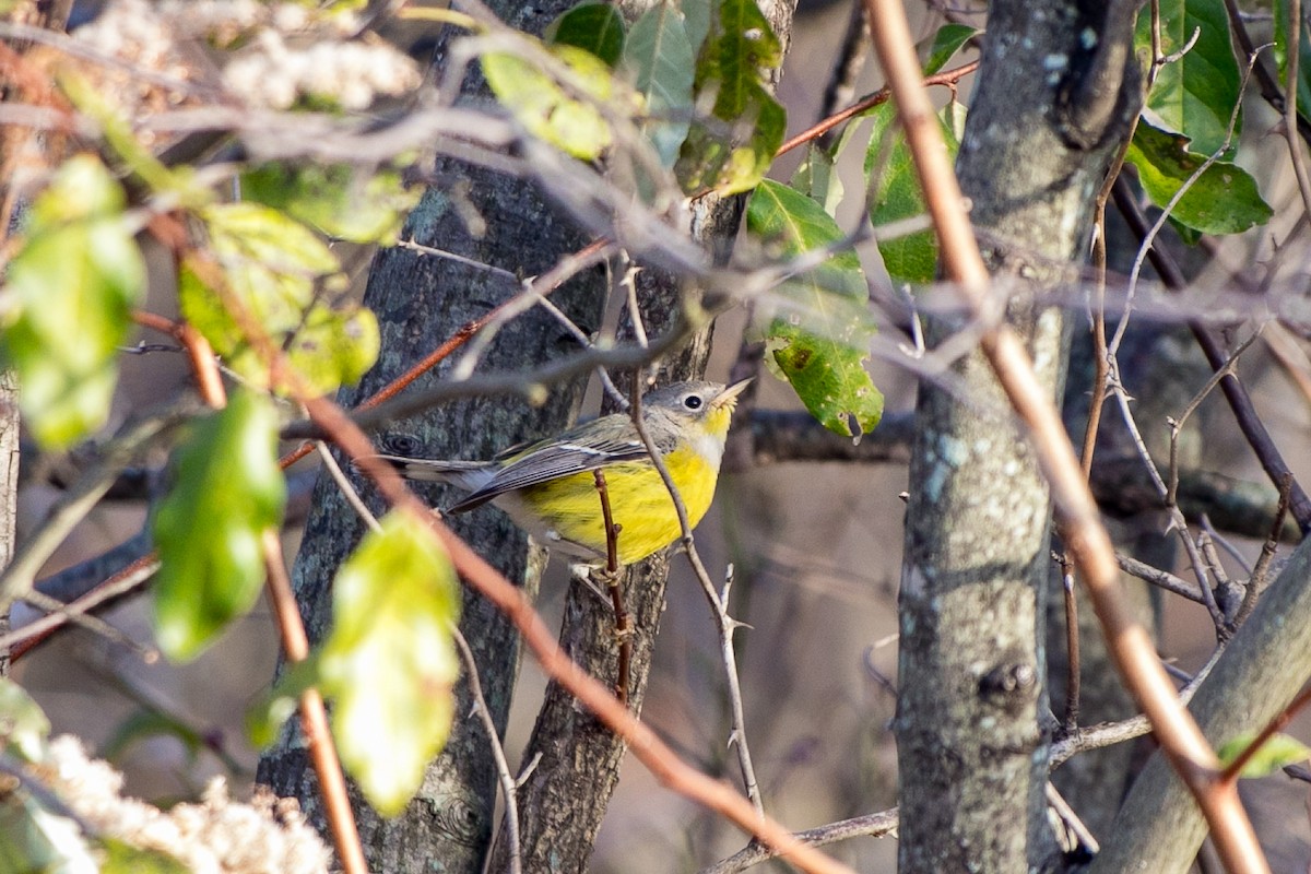 Magnolia Warbler - ML612207089