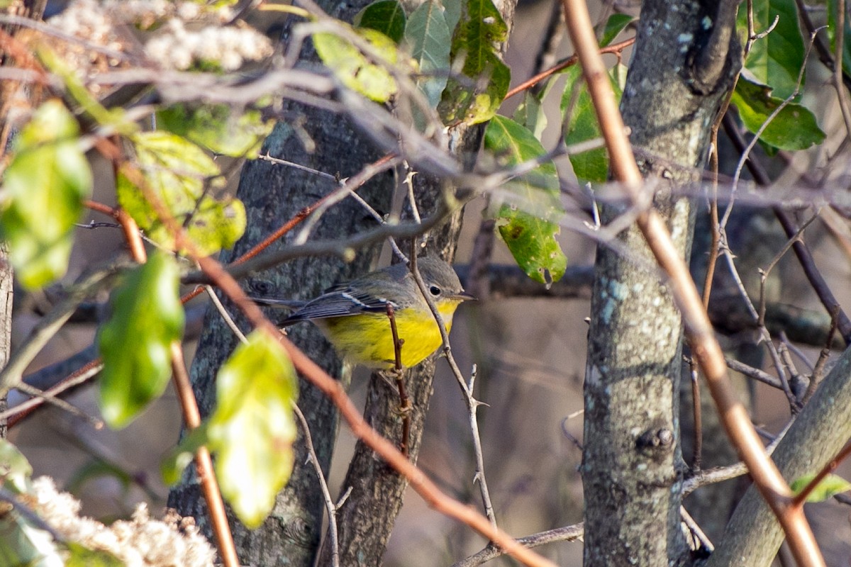 Magnolia Warbler - ML612207090