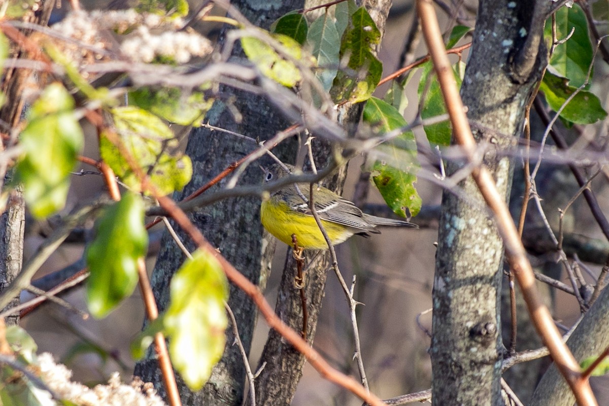 Magnolia Warbler - ML612207092