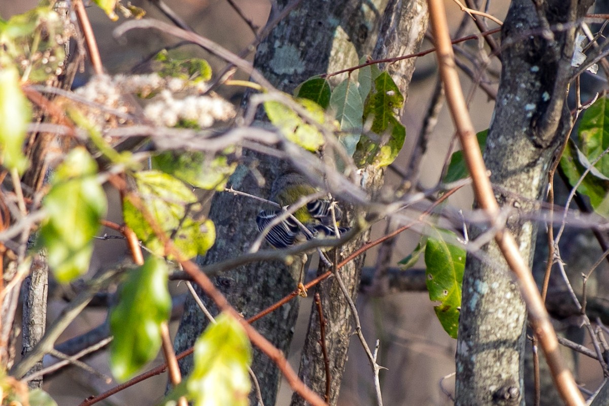 Magnolia Warbler - ML612207093