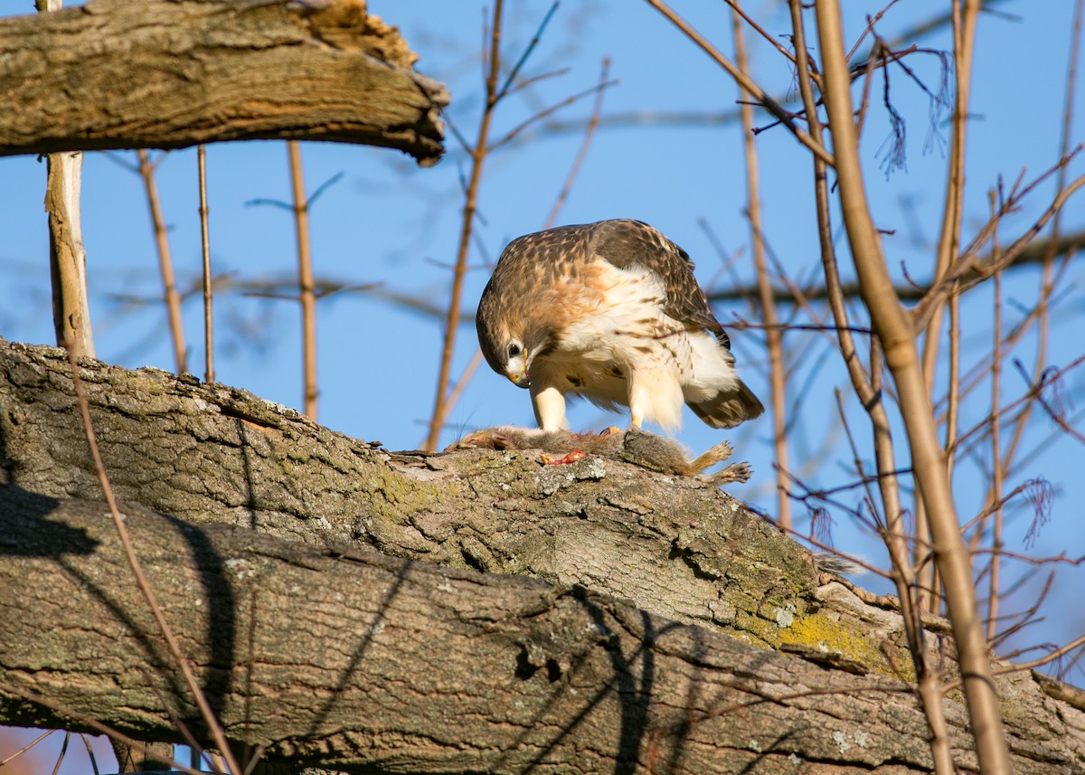 Red-tailed Hawk - ML612207098