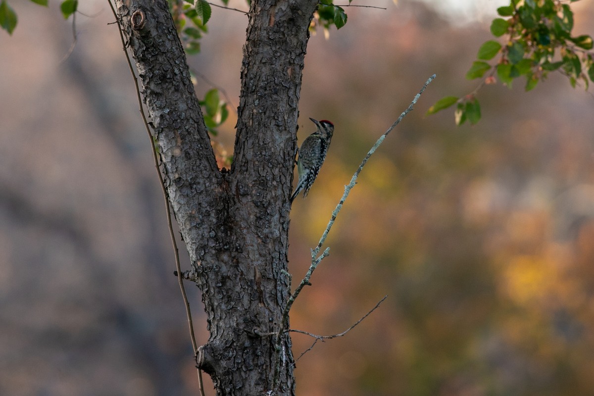 Yellow-bellied Sapsucker - ML612207102