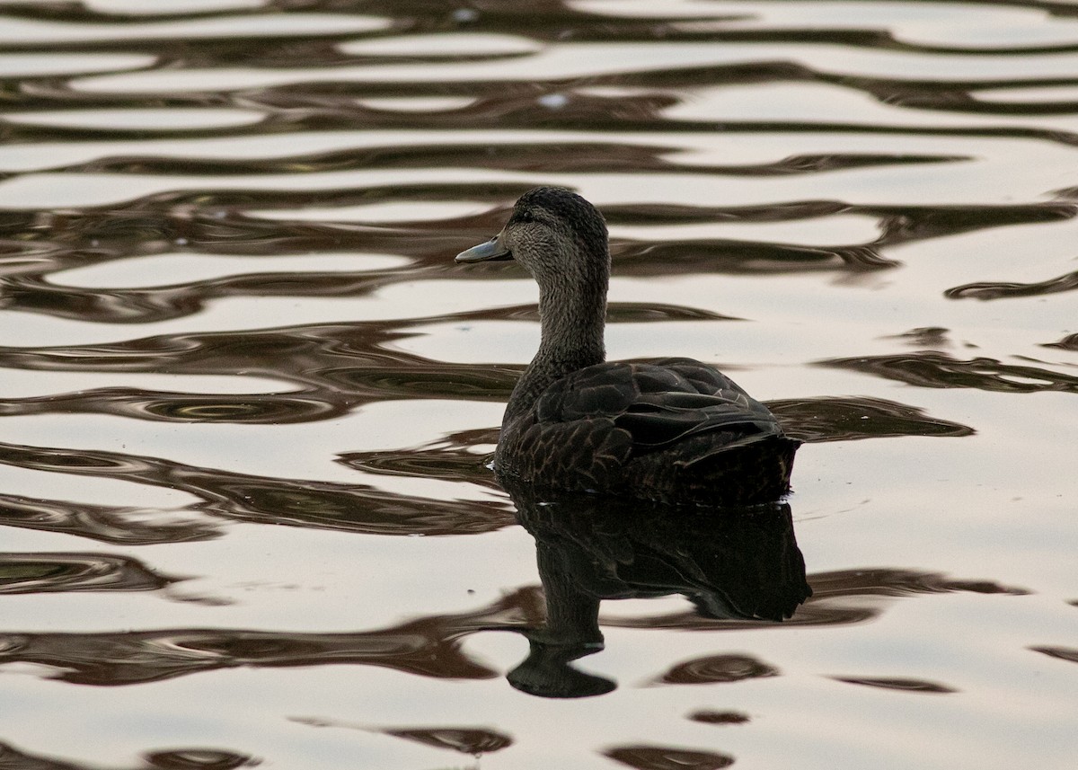 American Black Duck - ML612207125