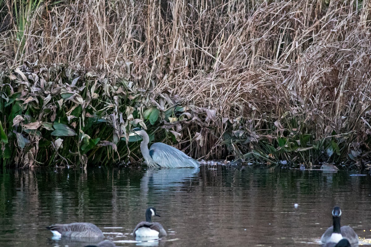 Great Blue Heron - ML612207131