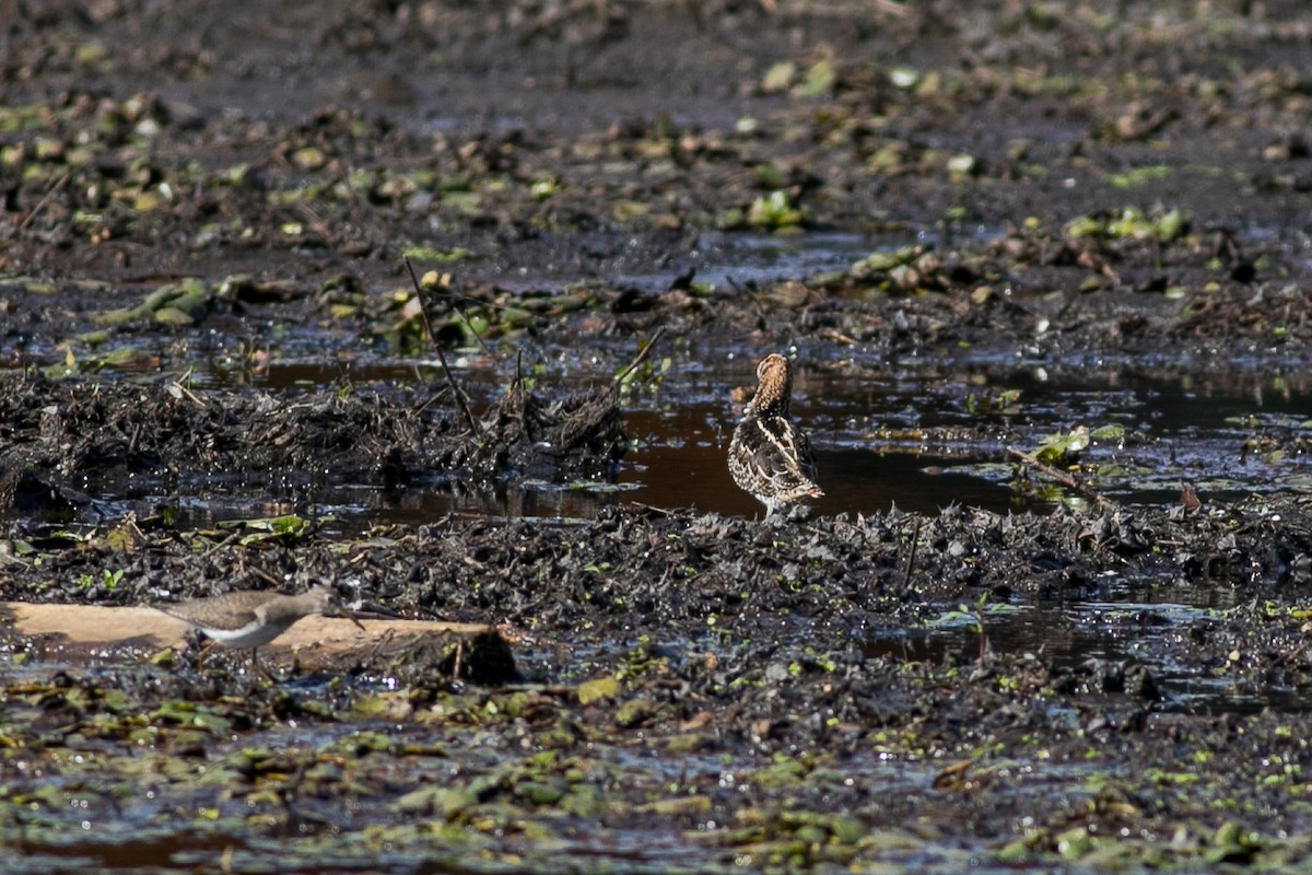 Wilson's Snipe - ML612207138
