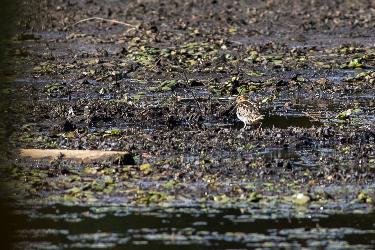 Wilson's Snipe - ML612207139
