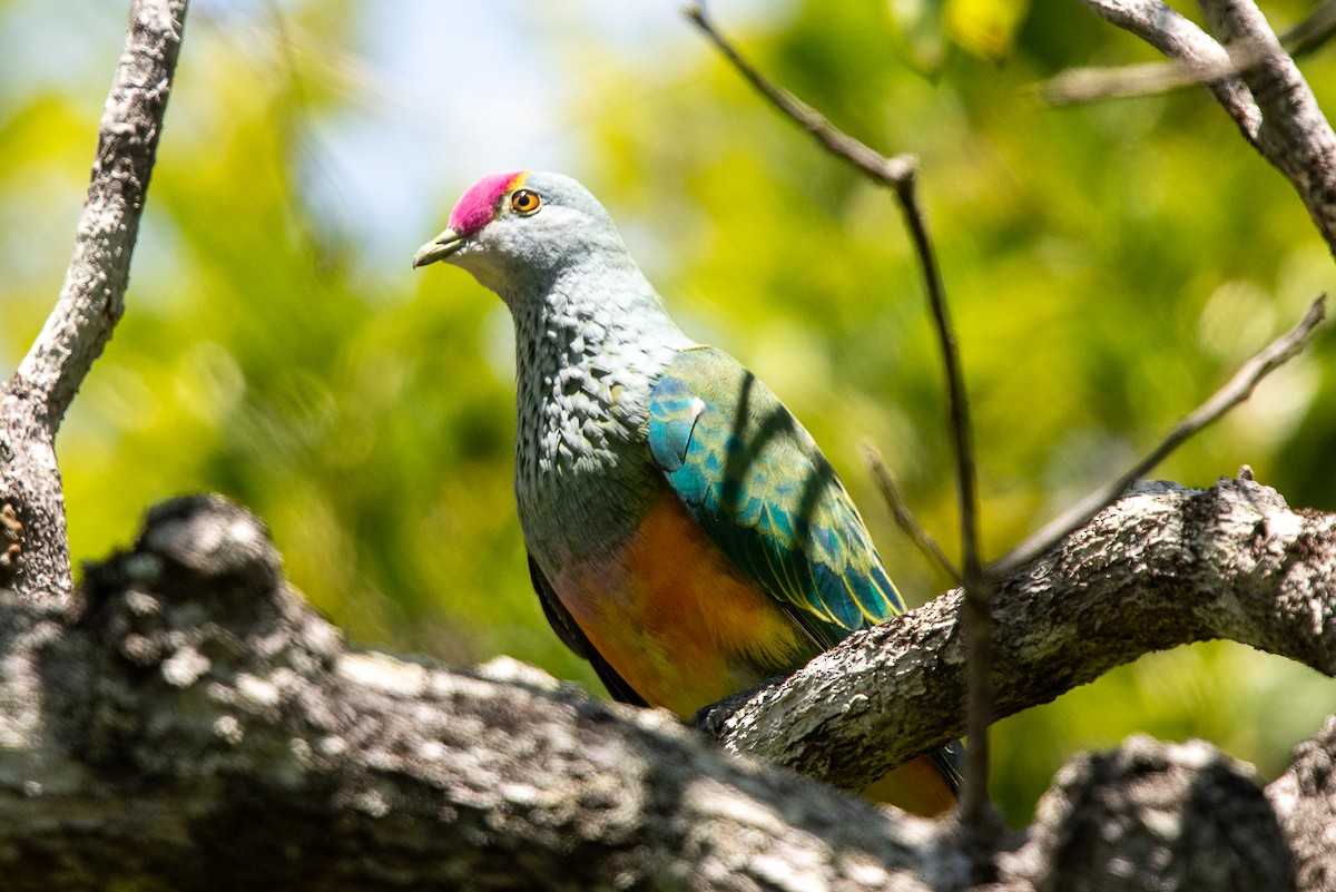 Rose-crowned Fruit-Dove - ML612207143