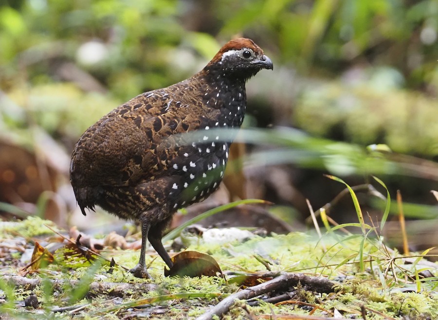 Pasco Wood-Quail (undescribed form) - eBird