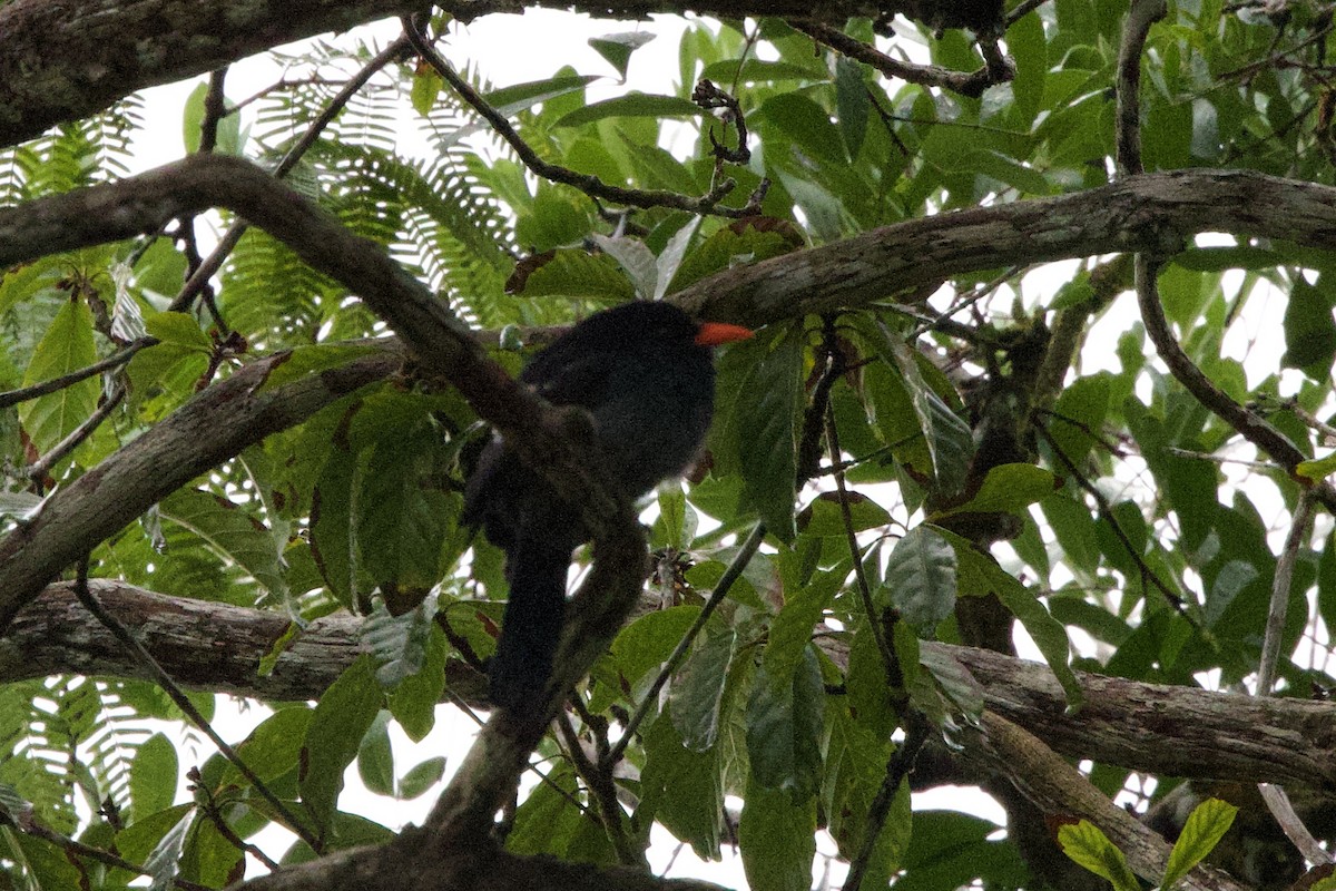 Black Nunbird - ML612207222