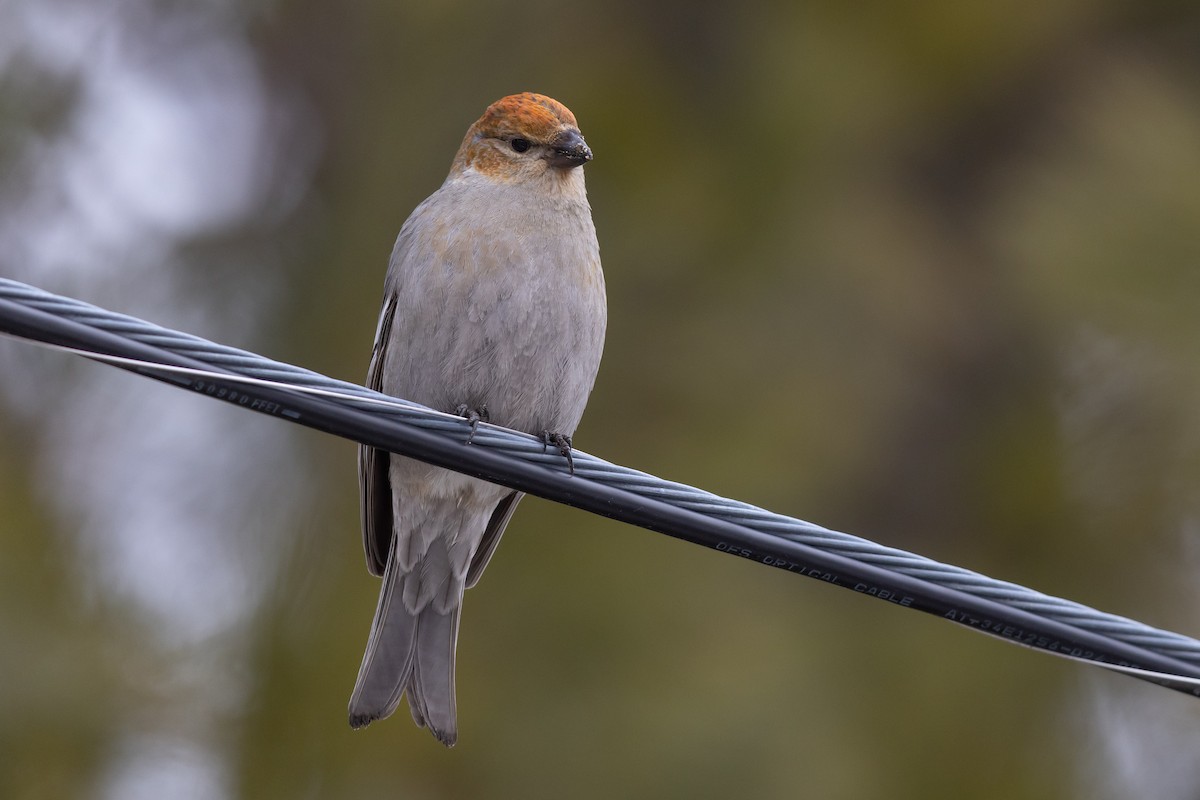 Pine Grosbeak - Matt Felperin