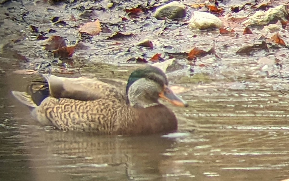 Mallard x American Black Duck (hybrid) - ML612207253