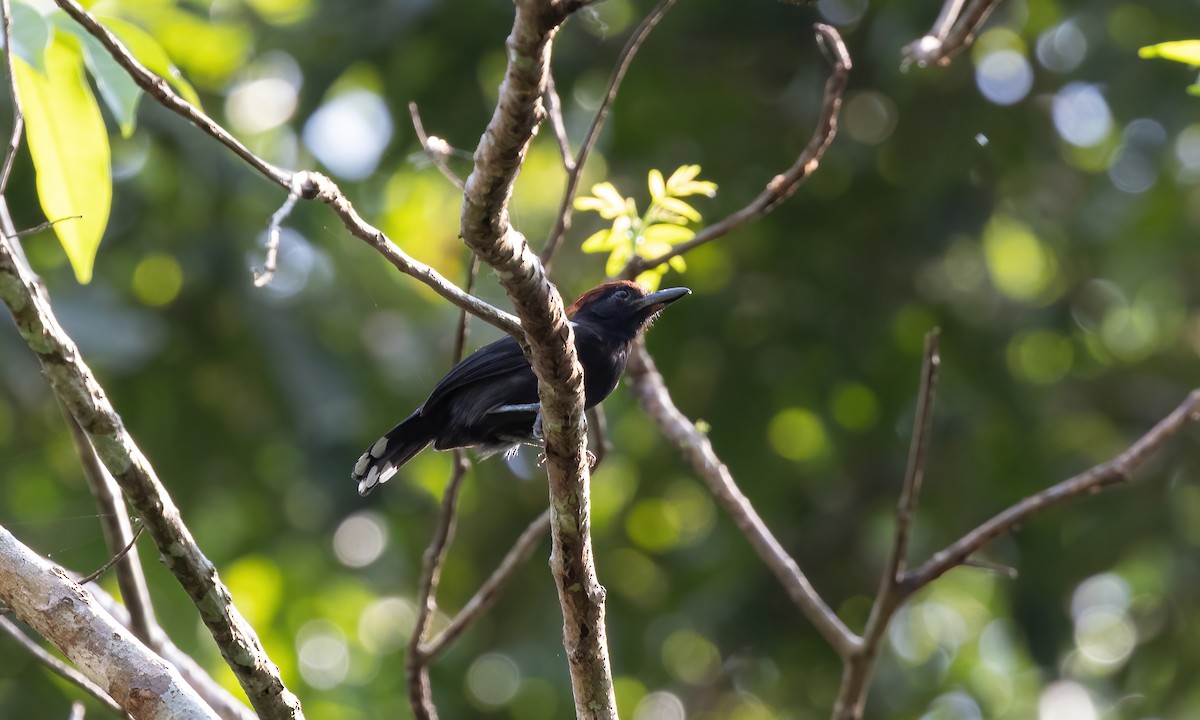 Glossy Antshrike - ML612207303