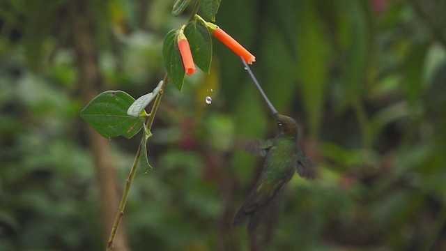 Sword-billed Hummingbird - ML612207321