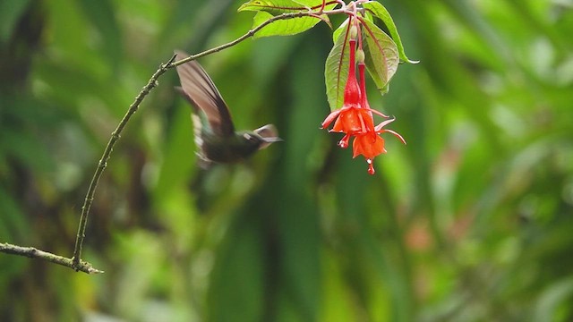 kolibřík dřišťálový - ML612207323