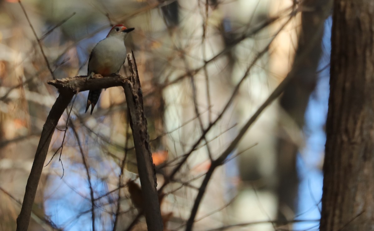 Red-bellied Woodpecker - Rob Bielawski