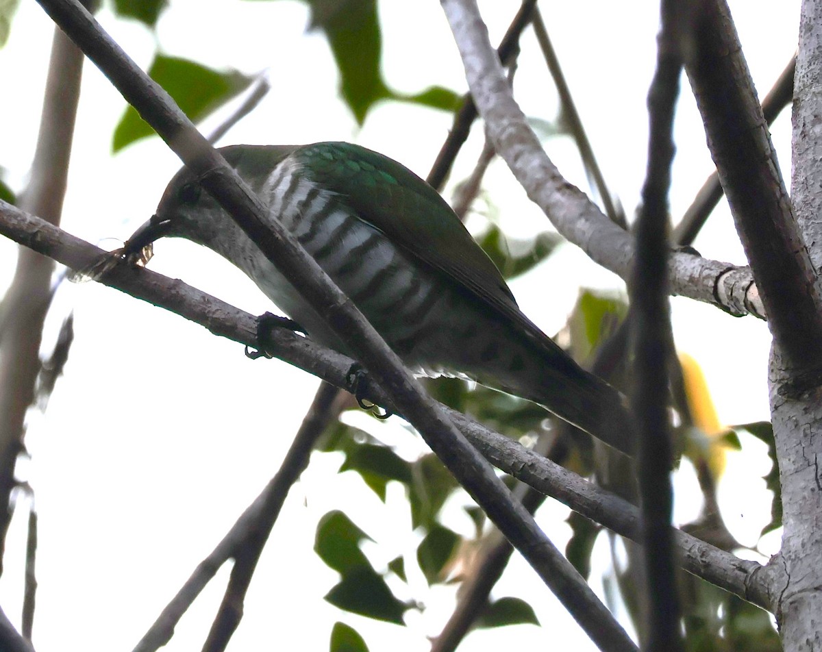 Shining Bronze-Cuckoo - ML612207389