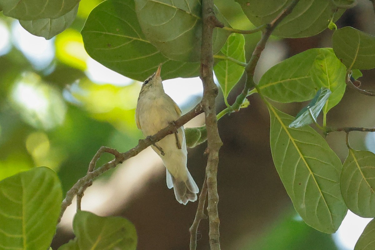 Greenish Warbler - ML612207390