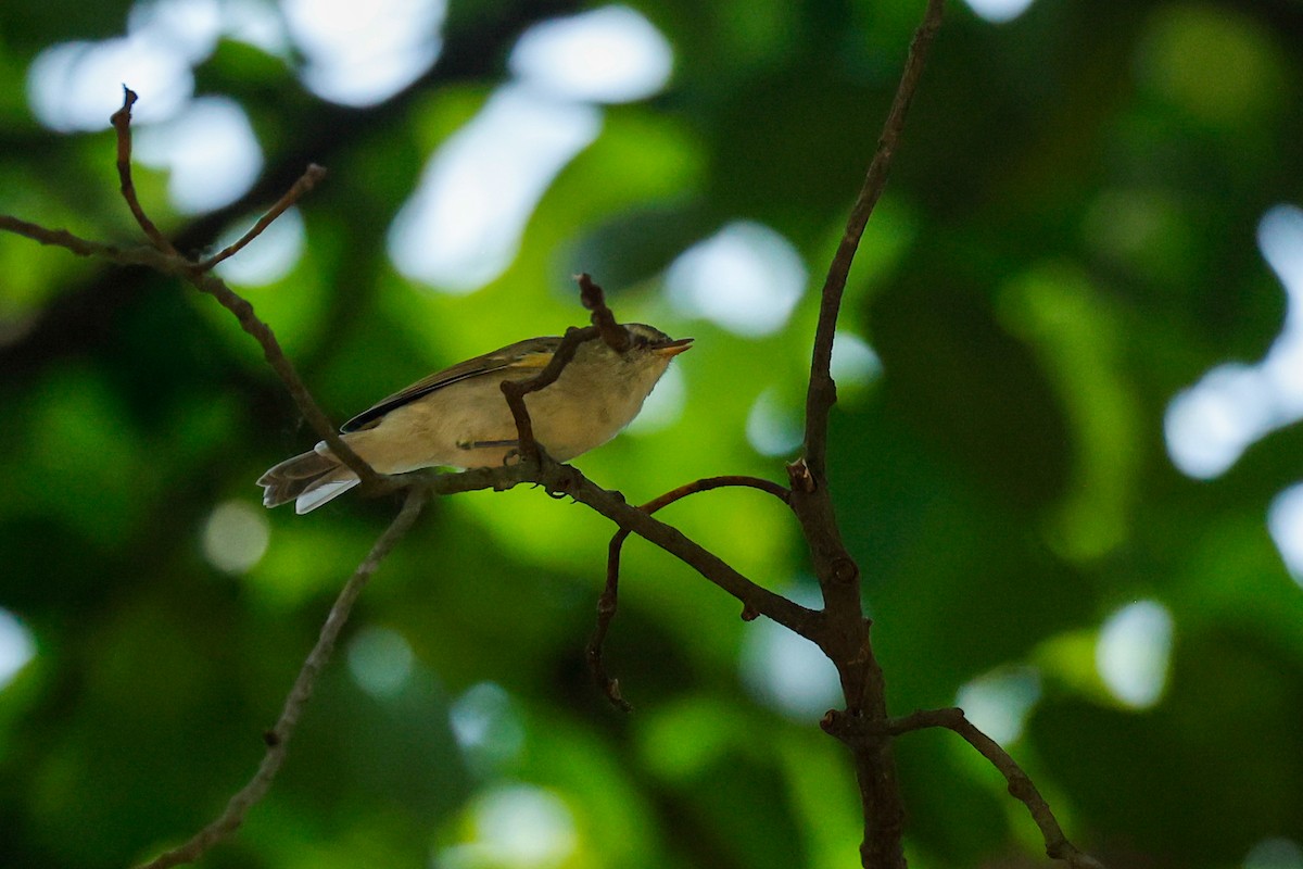 Greenish Warbler - ML612207391