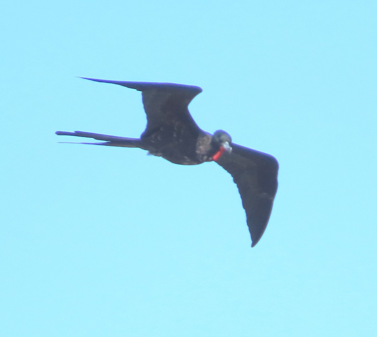 Magnificent Frigatebird - ML612207410