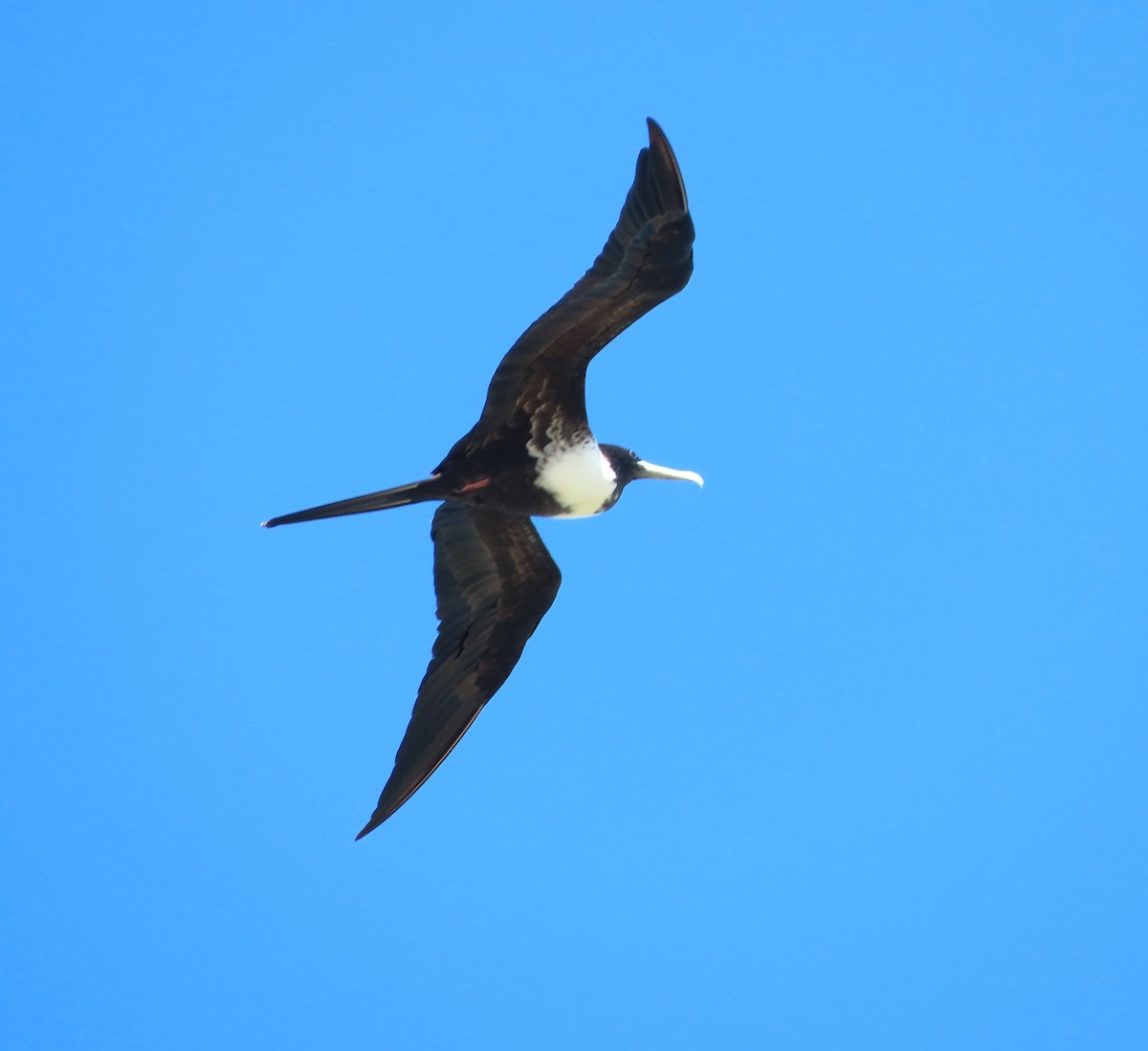 Magnificent Frigatebird - ML612207411