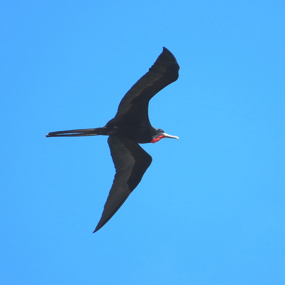 Magnificent Frigatebird - Alfredo Correa