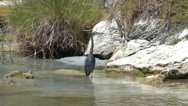 Pacific Reef-Heron - ML612207423