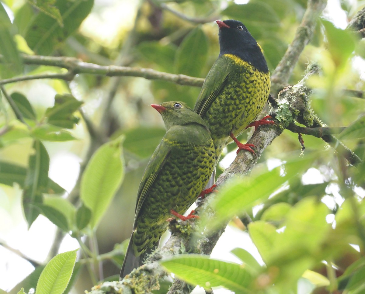 Cotinga à queue rayée - ML612207438