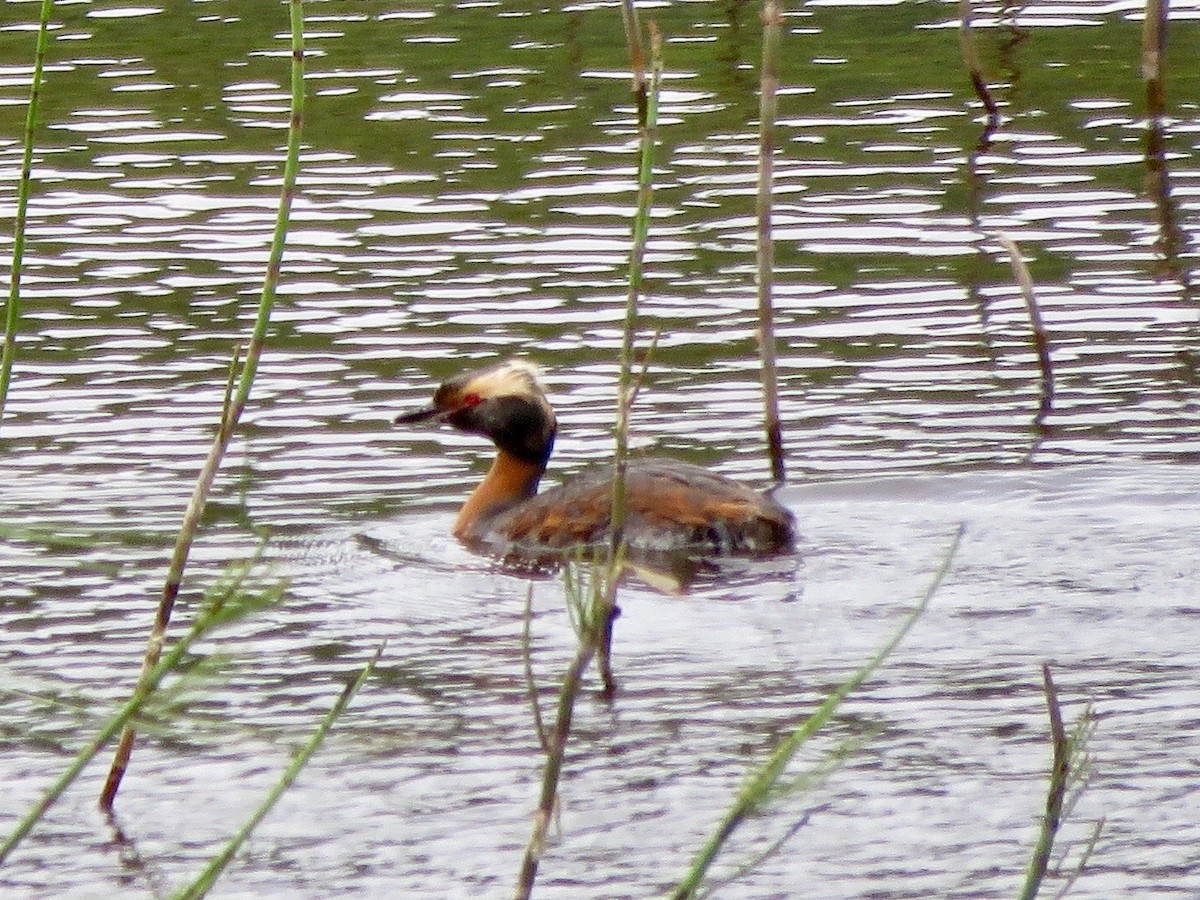 Horned Grebe - John Brattey