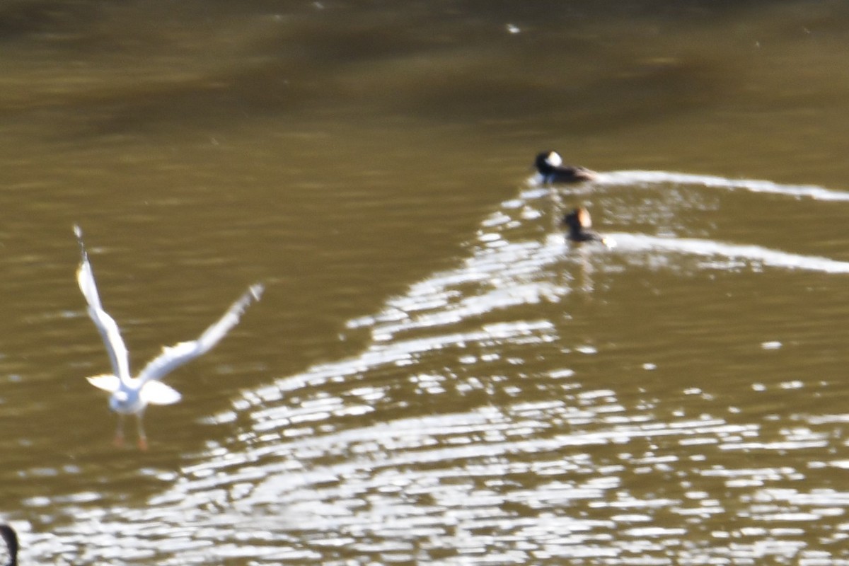 Hooded Merganser - ML612207656