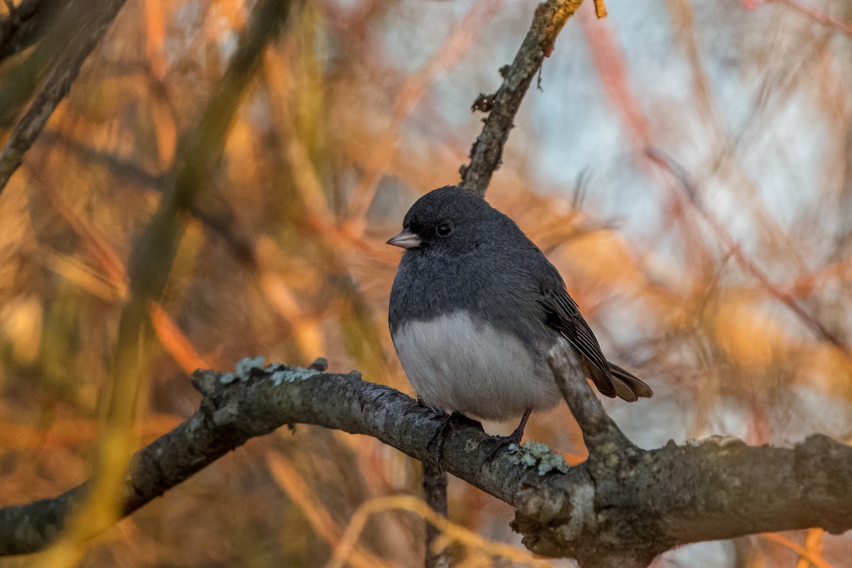 Junco Ojioscuro - ML612207760