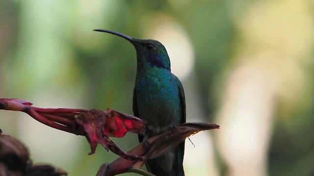 kolibřík modrouchý - ML612207764
