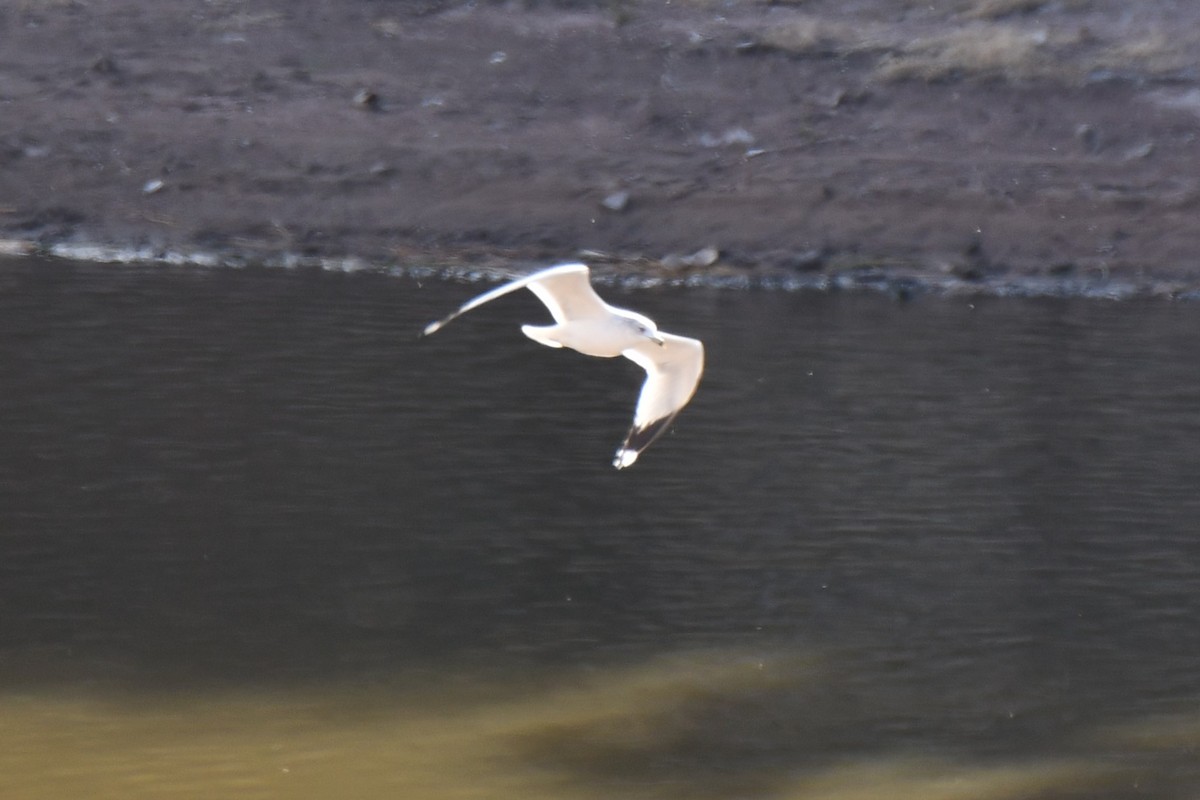 Ring-billed Gull - ML612207773