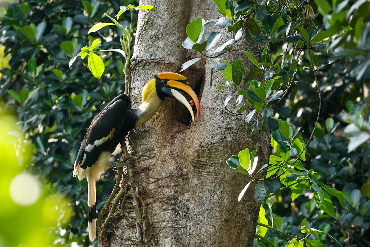 Great Hornbill - ML612207847