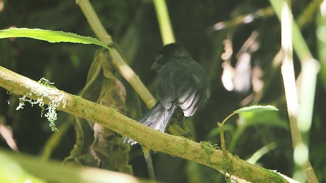 Yellow-thighed Brushfinch - ML612207862