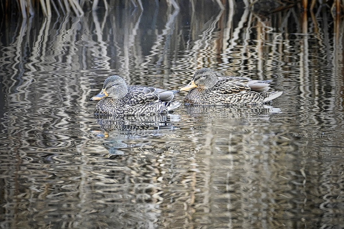 Mallard - Roger Beardmore