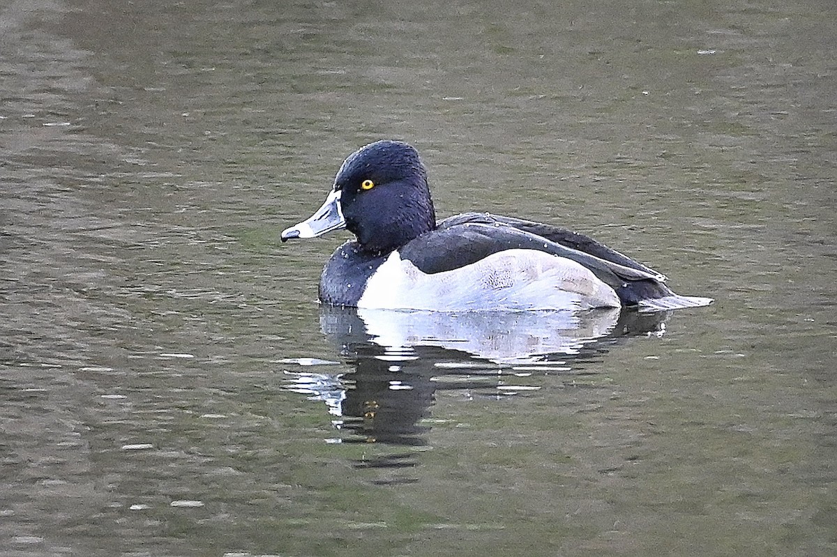 Ring-necked Duck - Roger Beardmore