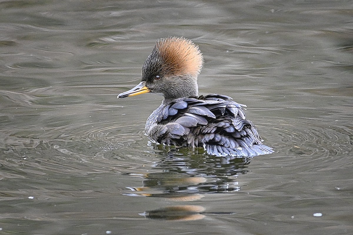 Hooded Merganser - Roger Beardmore