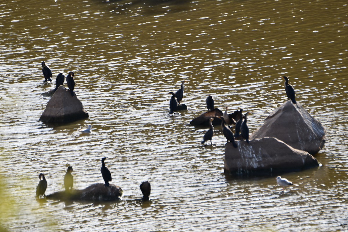 Cormoran à aigrettes - ML612207913