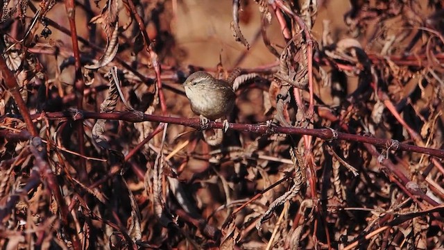 Winter Wren - ML612207923