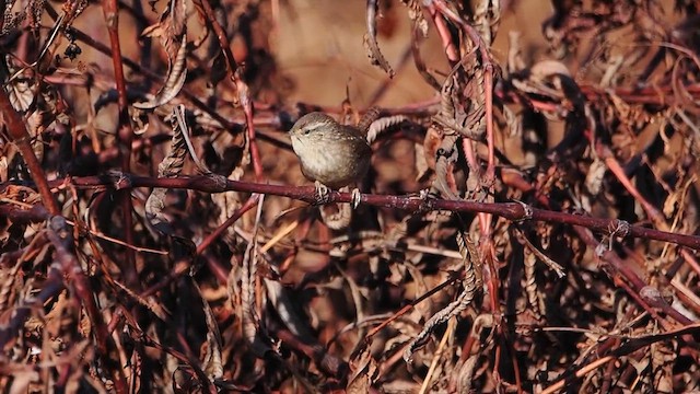 Winter Wren - ML612207923