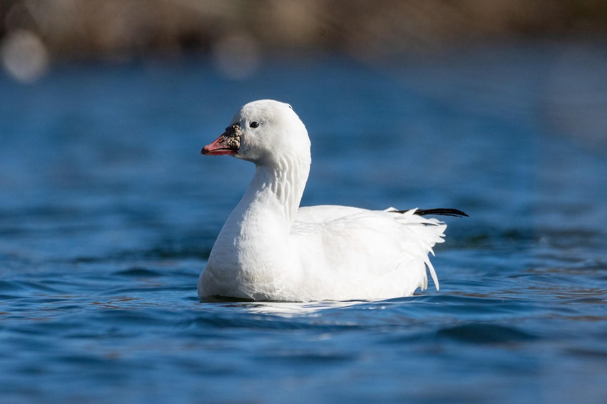 Ross's Goose - ML612207941