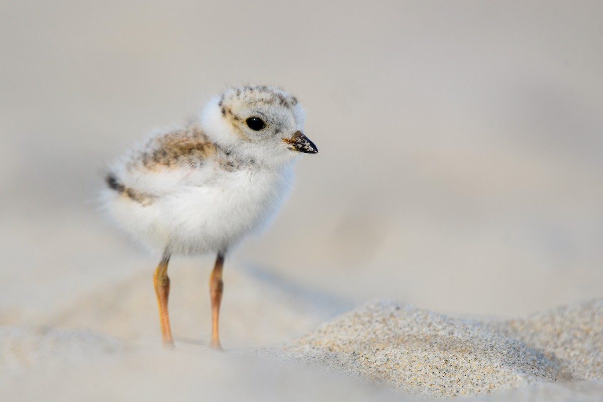 Piping Plover - Jedidiah Gray