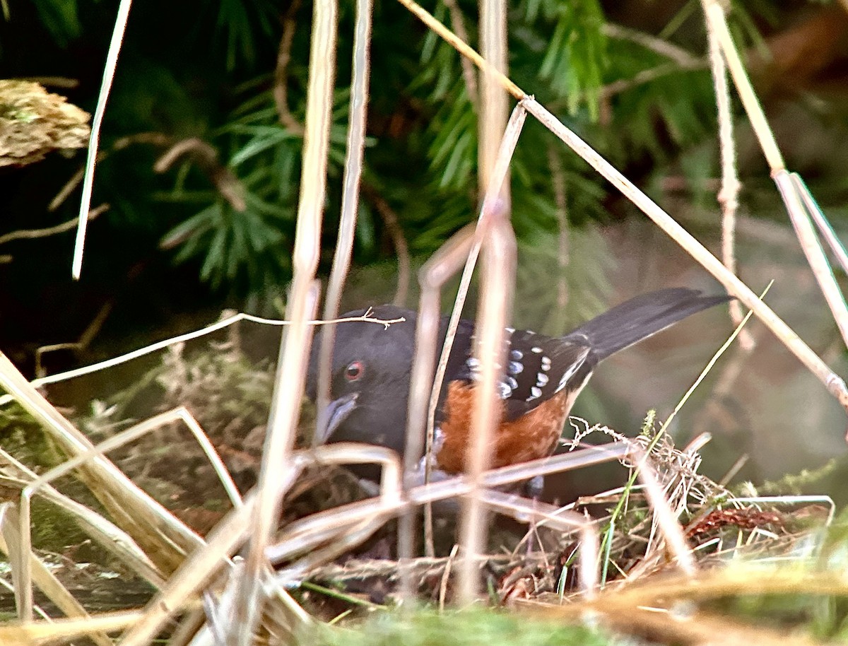 Spotted Towhee - Detlef Buettner