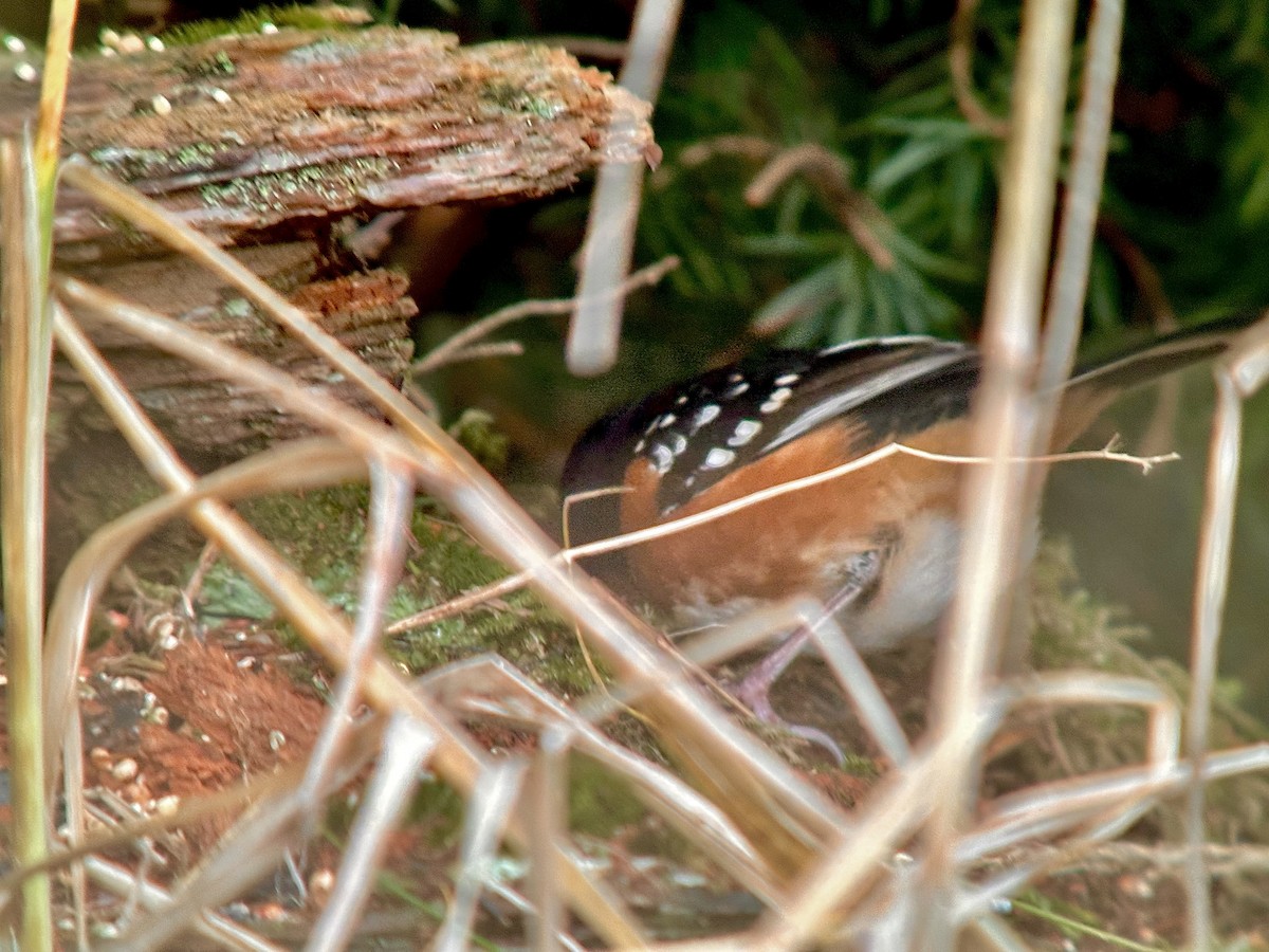 ホシワキアカトウヒチョウ - ML612207979