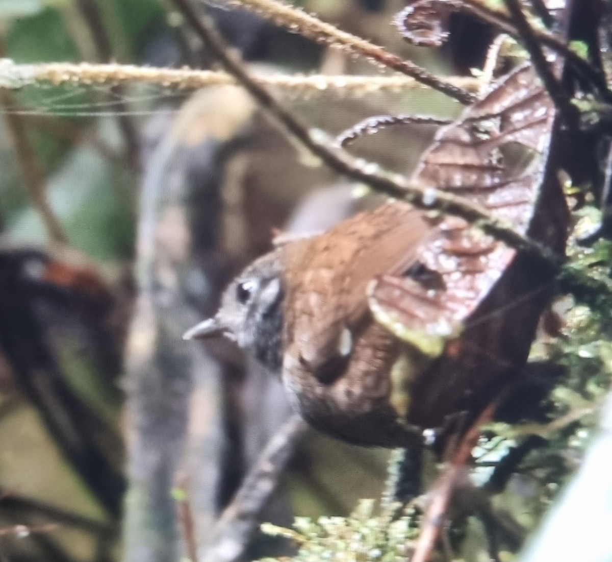 White-winged Tapaculo - ML612208003