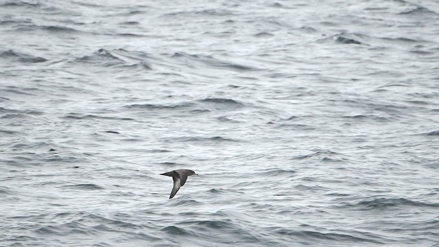 Sooty Shearwater - ML612208021