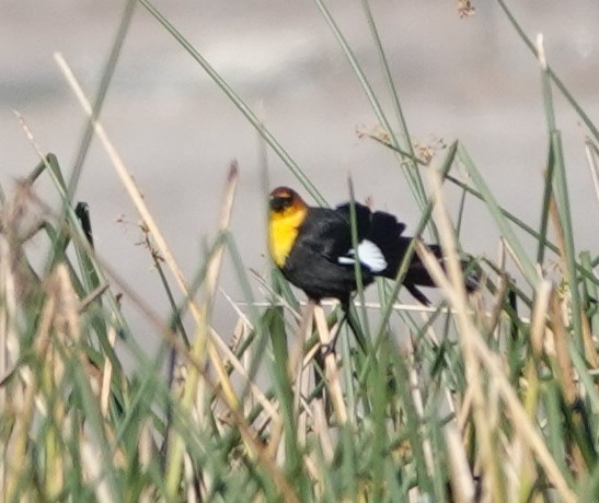 Yellow-headed Blackbird - ML612208037