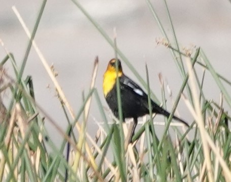 Yellow-headed Blackbird - ML612208041