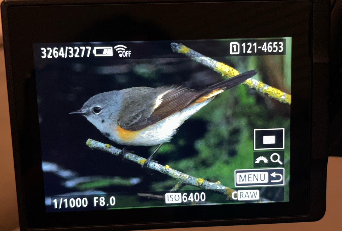 American Redstart - Ike Ikemori