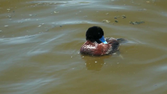 Blue-billed Duck - ML612208061